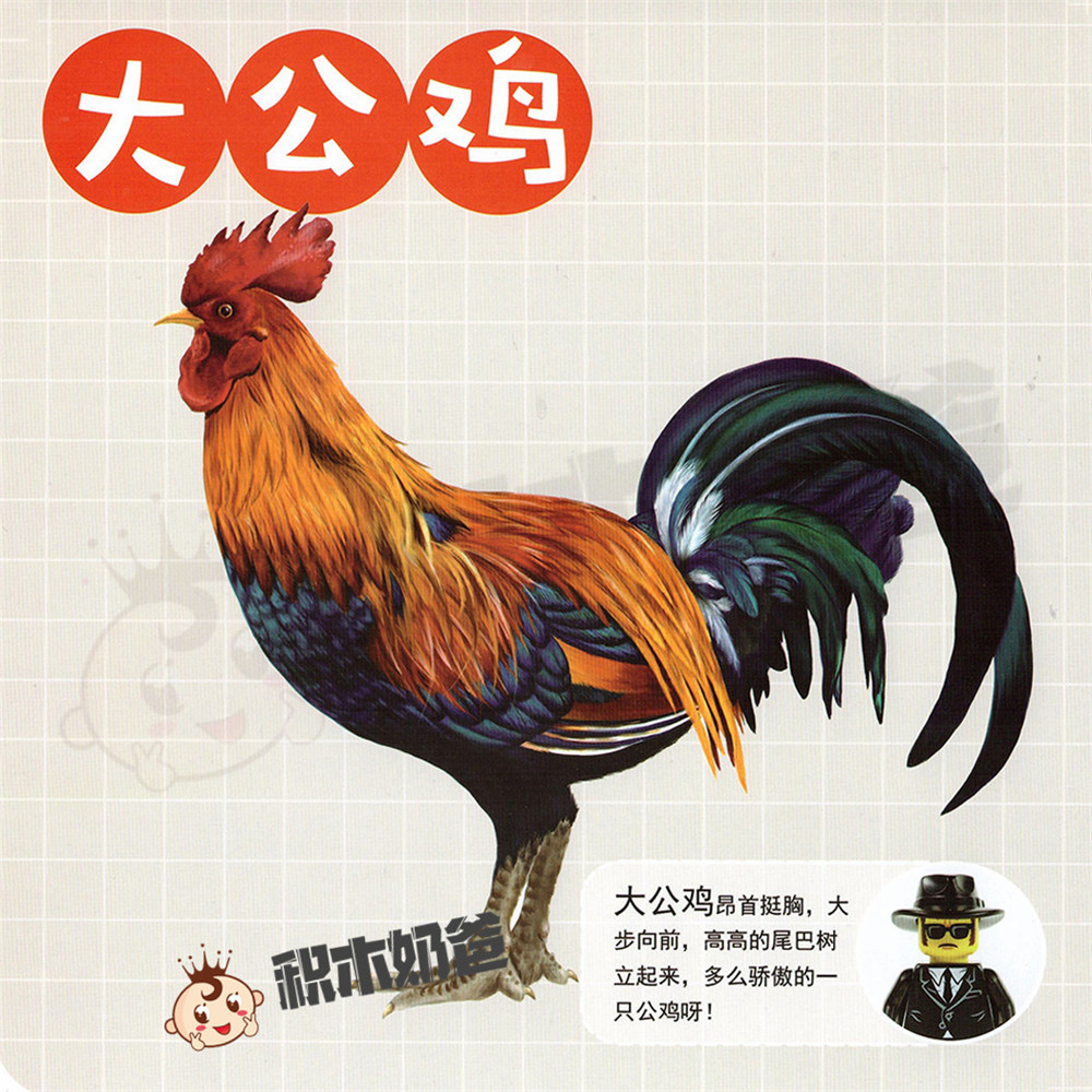 动物世界-大公鸡