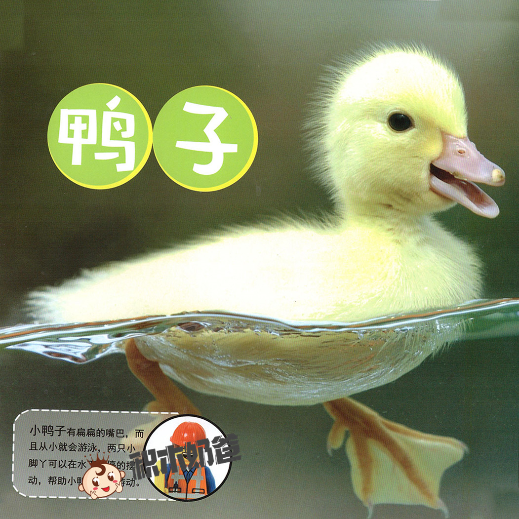 动物世界-鸭子